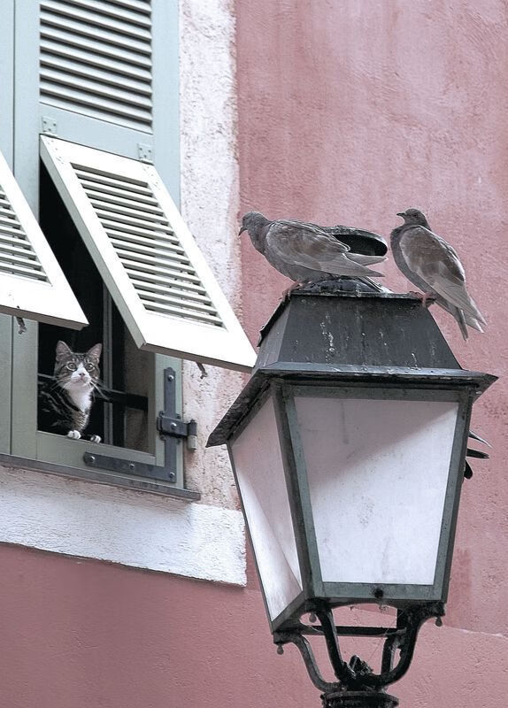 Chinese Taipei展现无畏精神，2024混合团体世界杯成功晋级，世界杯团体赛