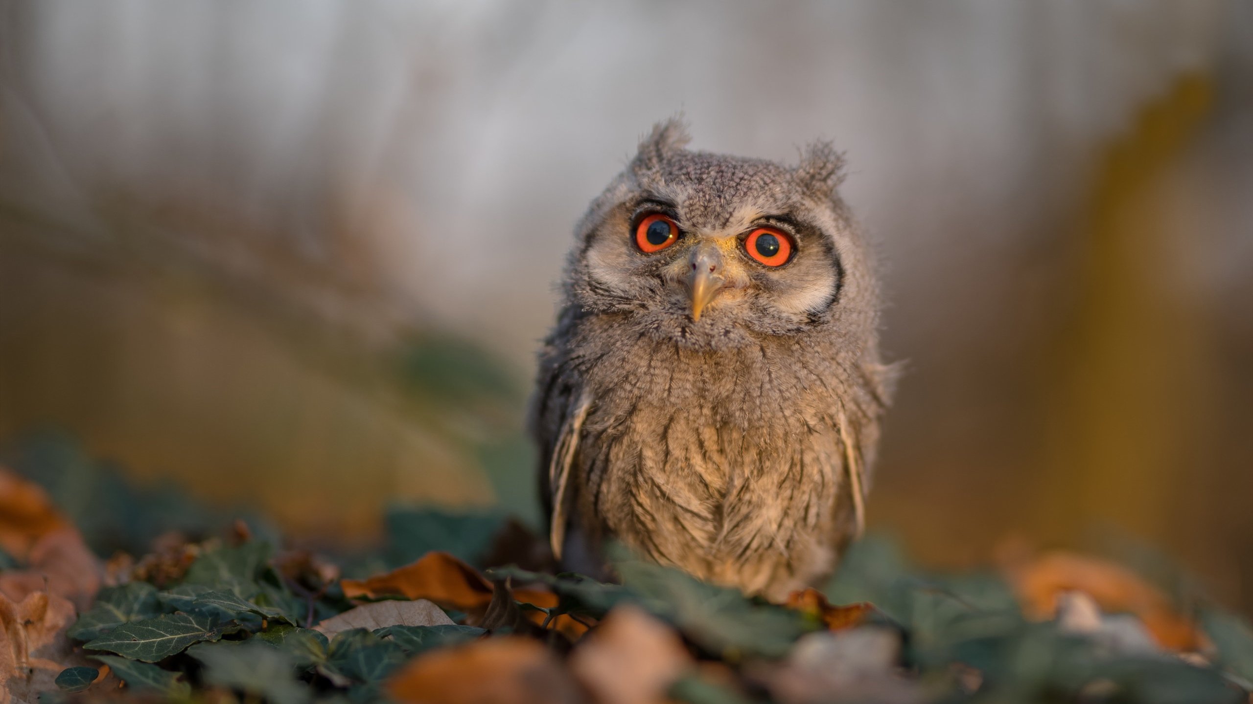 “四川省体育馆拳击赛事：谁能在拳击擂台上打破极限，迎接金牌荣耀？”