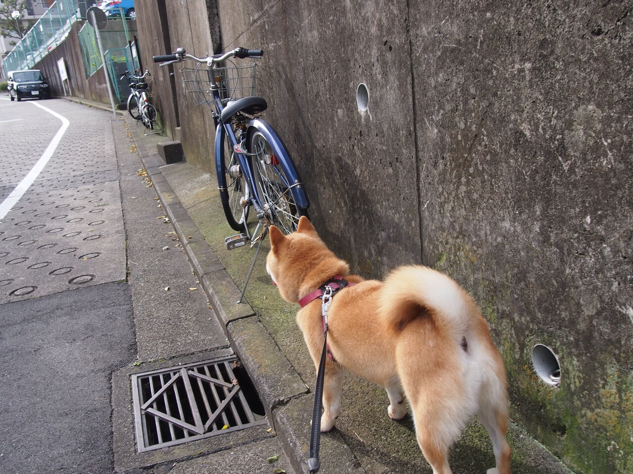加拿大男队自由泳实力持续提升，加拿大泳手