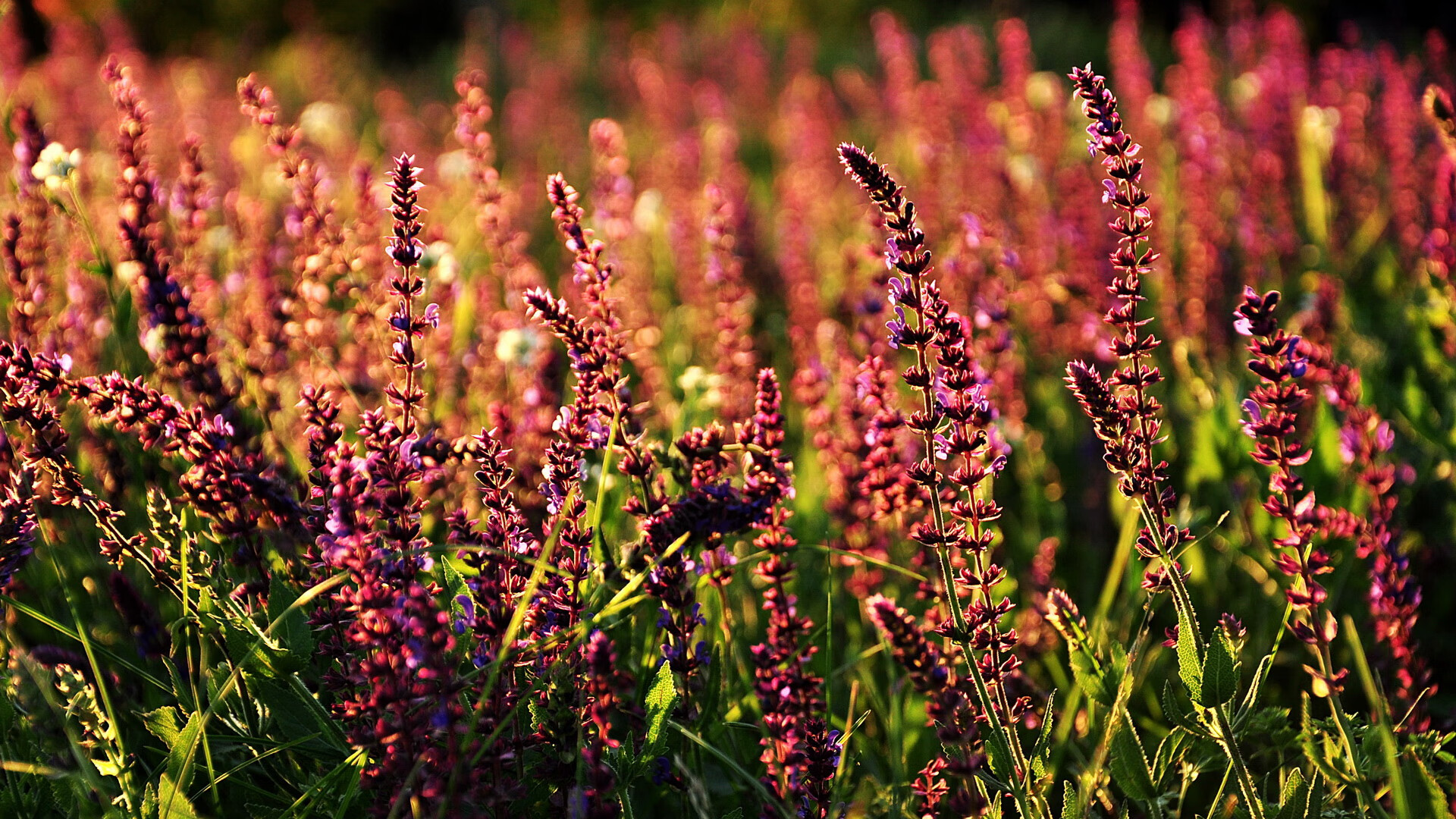 国家队配合模式为何过度依赖个人能力，国家队磨合