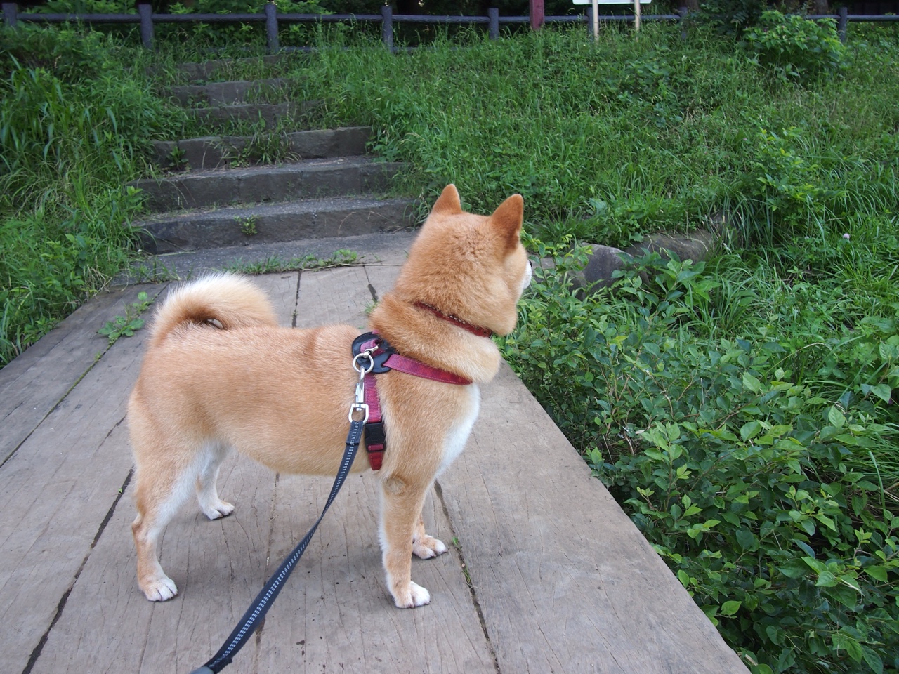 战队安排双语教练助力国际选手沟通顺畅