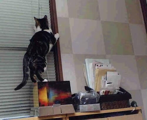 新加坡队表现堪称亮眼：国际乒联混合团体世界杯赛场深度解析，新加坡队乒乓球