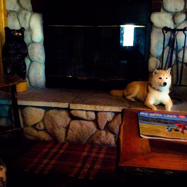 澳大利亚队的未来布局：如何在全球乒乓舞台中占有一席之地，澳大利亚乒乓球员