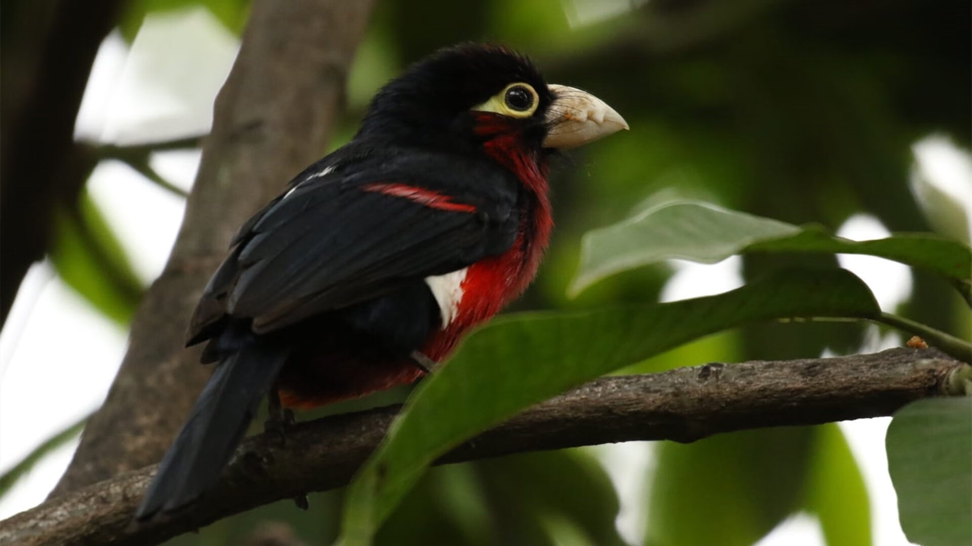 世界杯逆转传奇：英雄出场，奇迹再现！，世界杯回转比赛