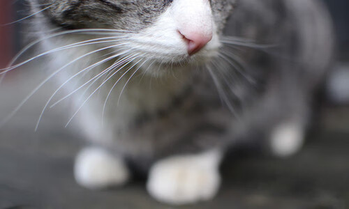 中国足球联赛裁判执法标准持续提升，足球裁判执法规则