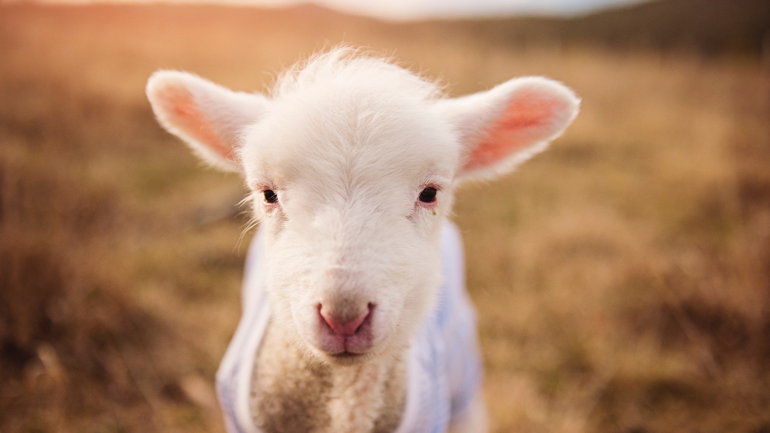 亚洲足球崛起，球队在国际赛场上不断突破自我，亚洲足球国家队排名最新情况