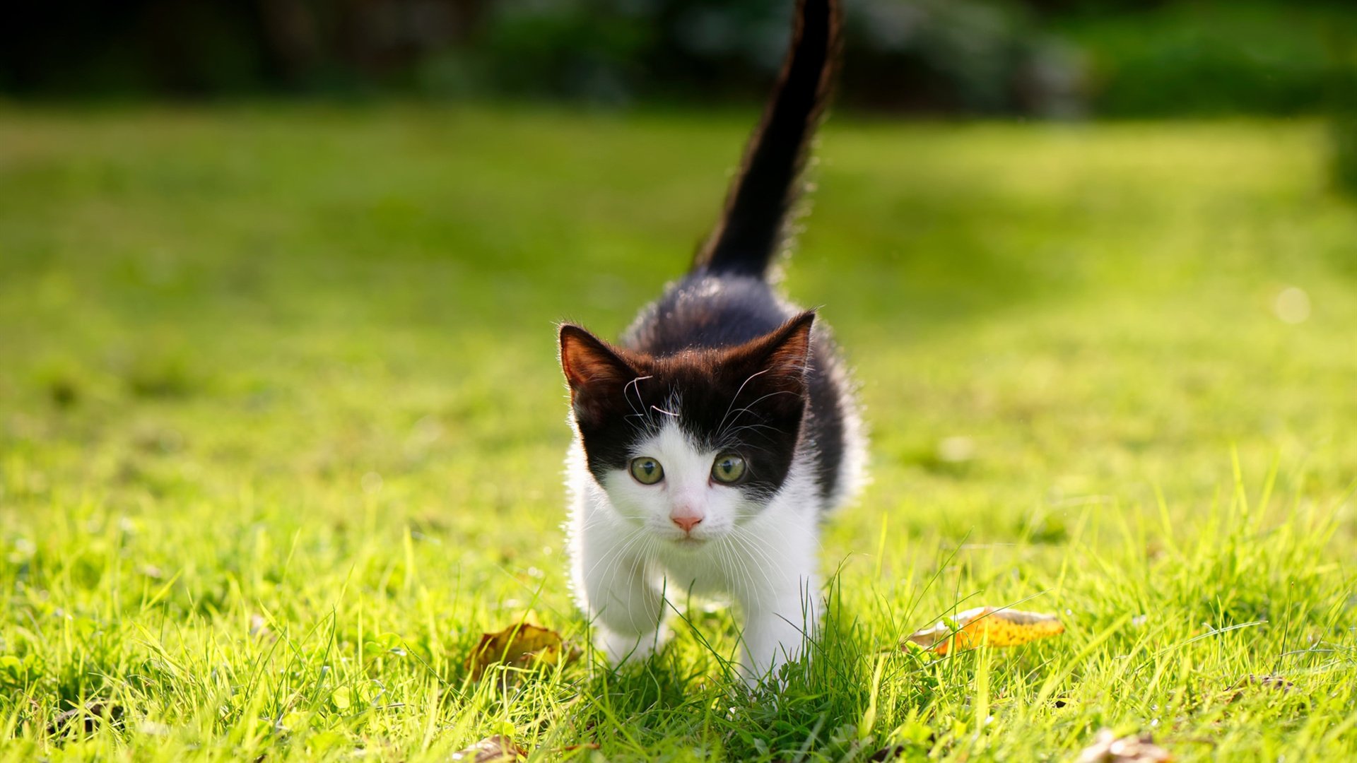 全民橄榄球日激发社会热情，橄榄球全明星僵尸