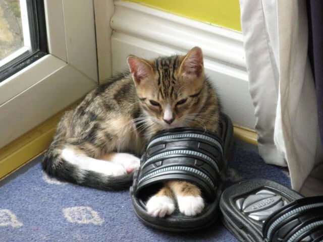 大卫·波波维奇稳扎稳打掌控比赛节奏，大卫波尔